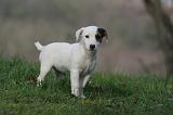 JACK RUSSEL 280